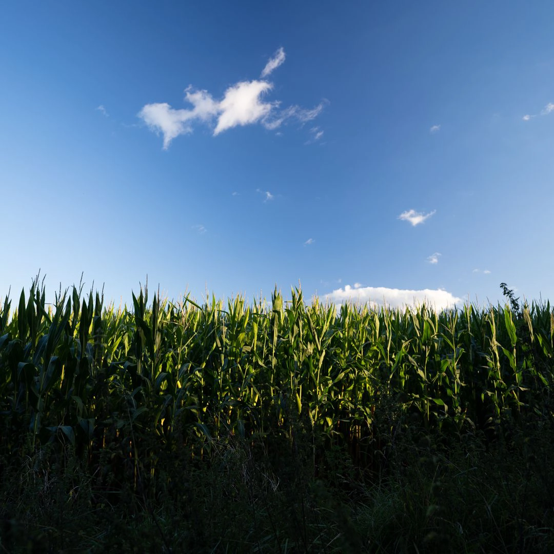 Surrounding fields